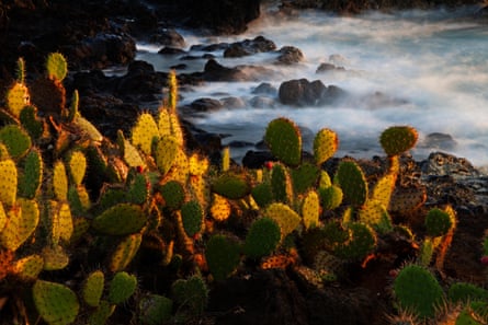 Cactii growing on rocks by the sea, with spray rising from the surf