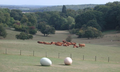 Moo-dern art ... Gavin Turk’s eggs with grazing cows at New Art Centre, Wiltshire.