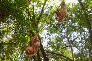 Two-toed sloths climb towards each other on a vine near Manzanillo on Costa Rica’s Caribbean coast