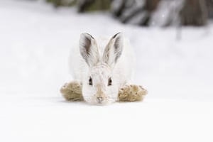 Uma lebre com raquetes de neve no Parque Nacional das Montanhas Rochosas, EUA, uma das 25 fotos selecionadas para o prêmio People's Choice Award de Fotógrafo de Vida Selvagem do Ano