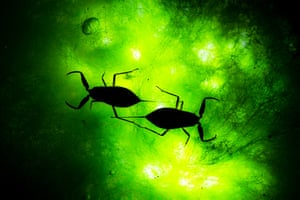 Water scorpions in silhouette, backlit by torches.