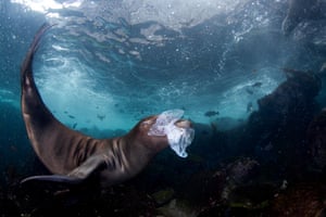 The Dangerous Toy – Coronado Islands, Baja California, Mexico: winner of Nature photojournalism category
