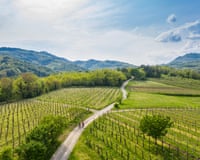 Two cyclists ride a gravel path through vineyards, with forested hills beyond in Slovenia's Vipava valley.