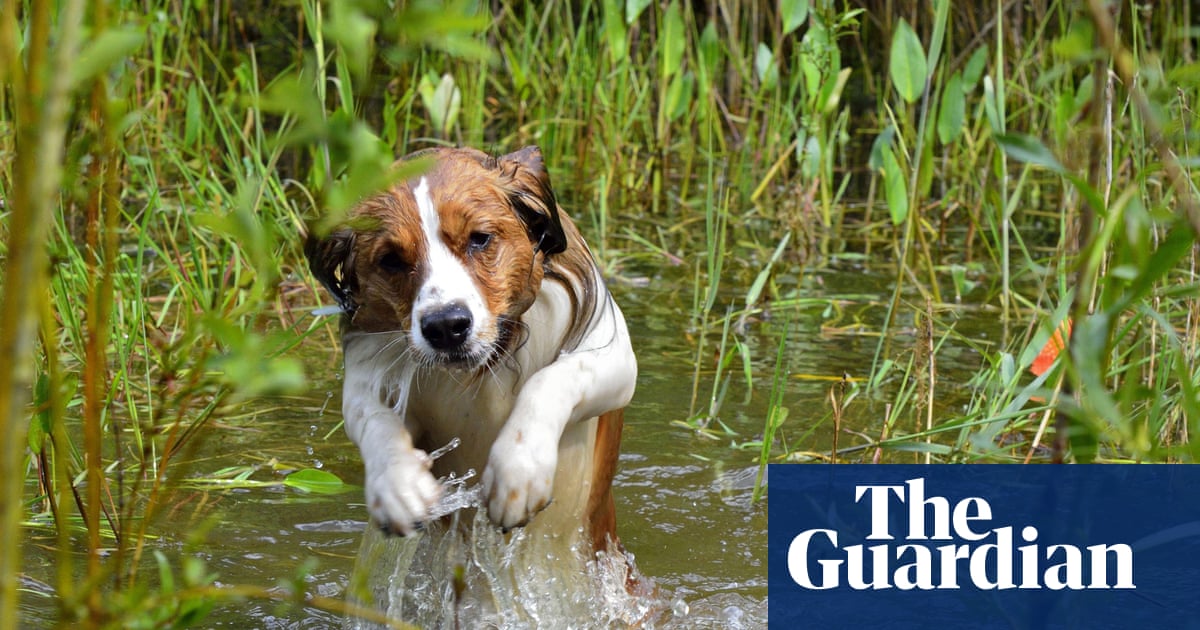 Calls to ban ‘toxic’ pet flea treatments that harm UK wildlife and environment