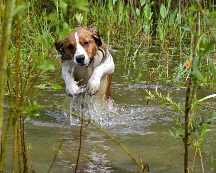 Calls to ban ‘toxic’ pet flea treatments that harm UK wildlife and environment — image supplied by The Guardian UK's feed