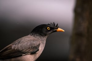 Um myna da selva (Acridotheres fuscus), um membro da família dos estorninhos, em Tehatta, Índia