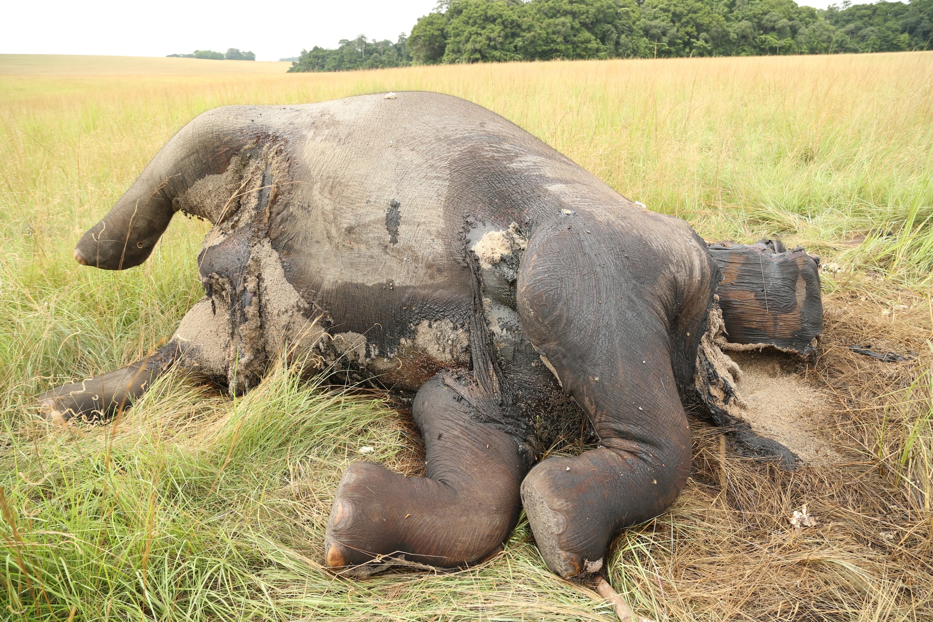 ‘Paradise and hell’: the battle to save the forest elephant 5184