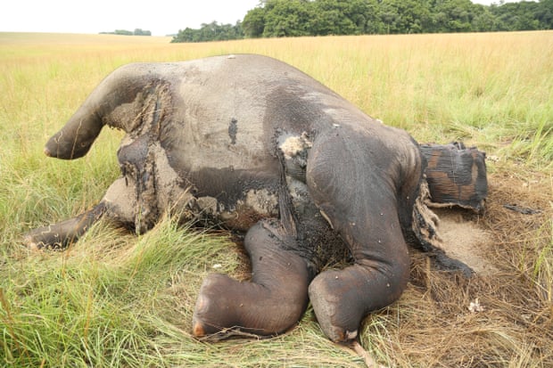 An elephant that has been poached for its tusks.
