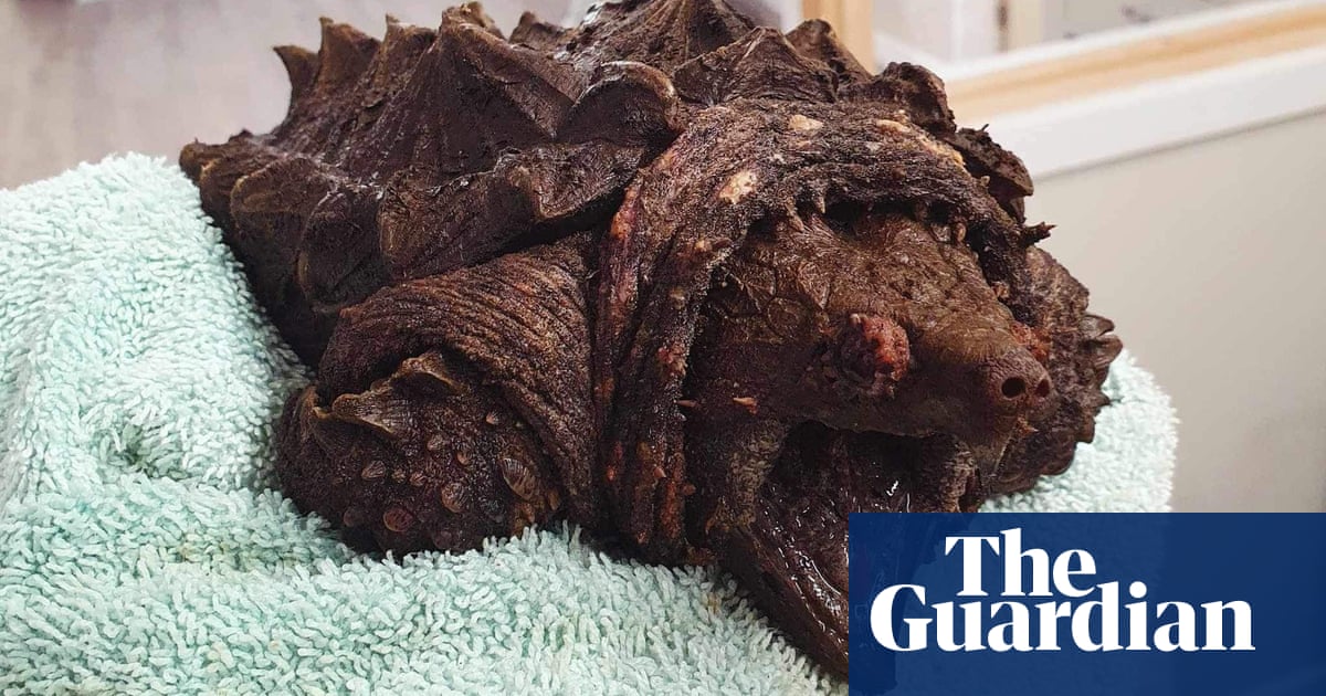 Fluffy the alligator snapping turtle with ‘nasty bite’ found in Cumbrian tarn