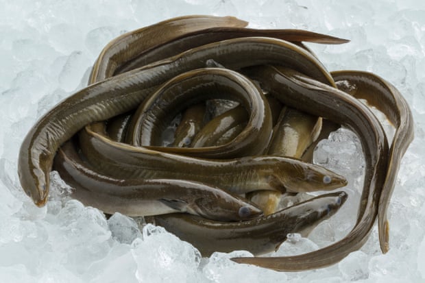 European eels on ice.