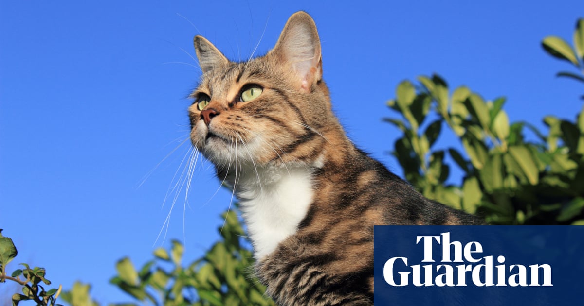 Production allowed to resume of cat food at centre of pet deaths inquiry