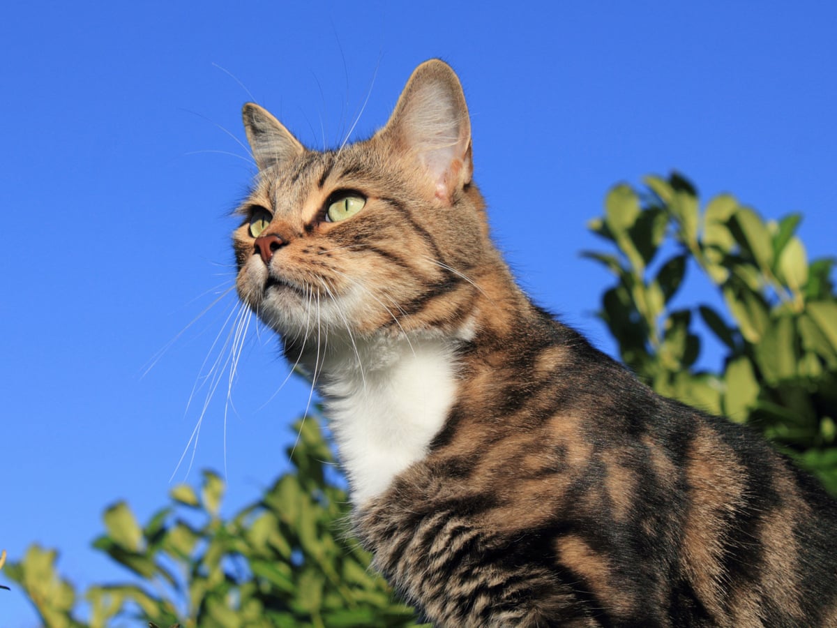 Why Cats Lick Plastic And Other Odd Behaviors Explained