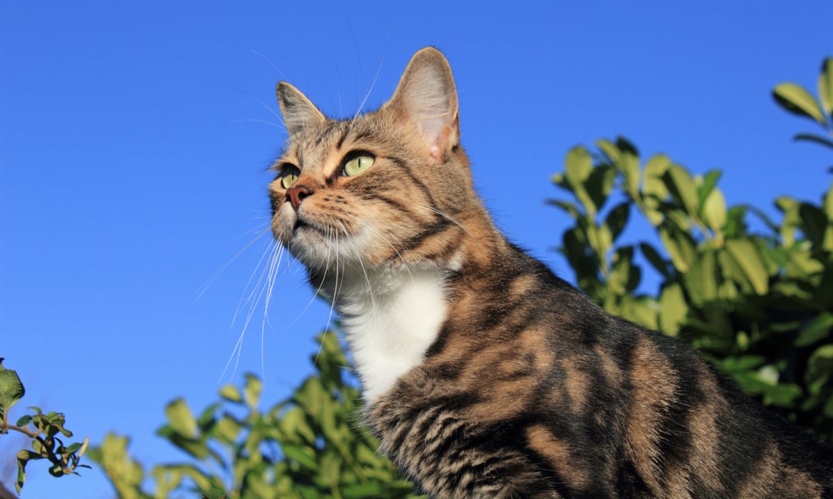 Kitten Dies After Human To Cat Covid 19 Transmission Evening Standard