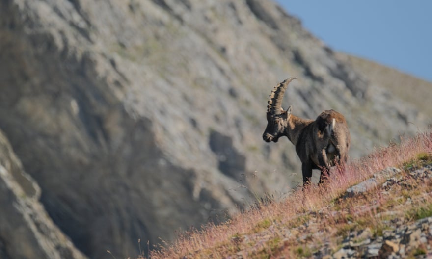 Ibex near Lac des Garrets, French Alps