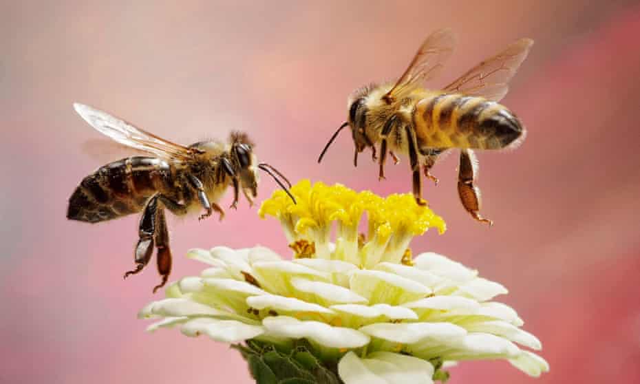 Scientists have warned that nearly half of all insect species are in rapid decline – a third of the crucial pollinators threatened with extinction.