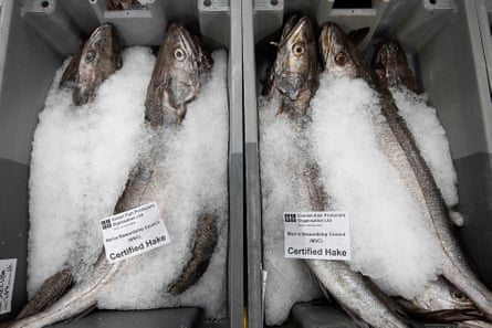 Hake in boxes swaddled in ice ready for sale.
