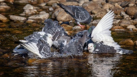Pigeons cool down in the River Wharfe in North Yorkshire during the UK heatwave in June.