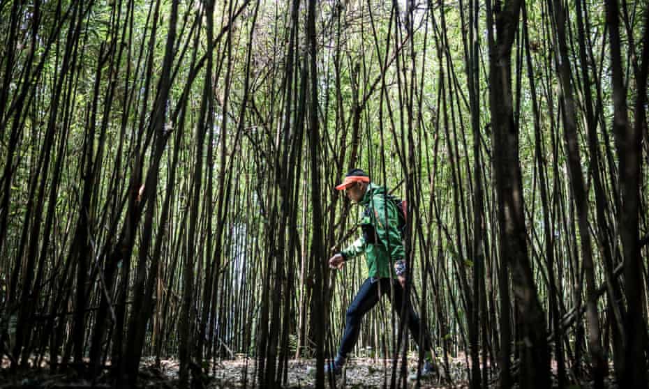 A competitor walks through a bamboo forest in Gaoligong.