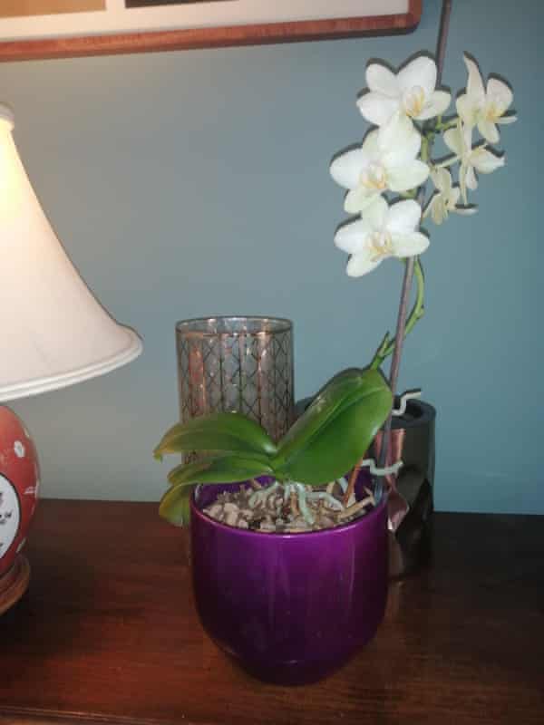 The orchid that netted Bernie, 37, from Northampton, a new friend.