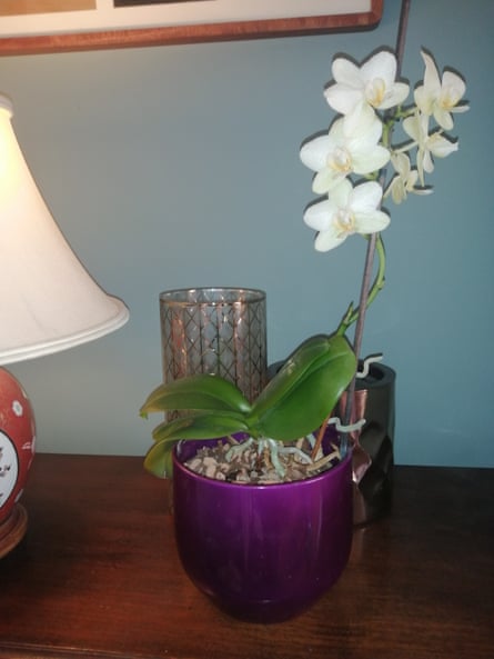 The orchid that netted Bernie a new friend