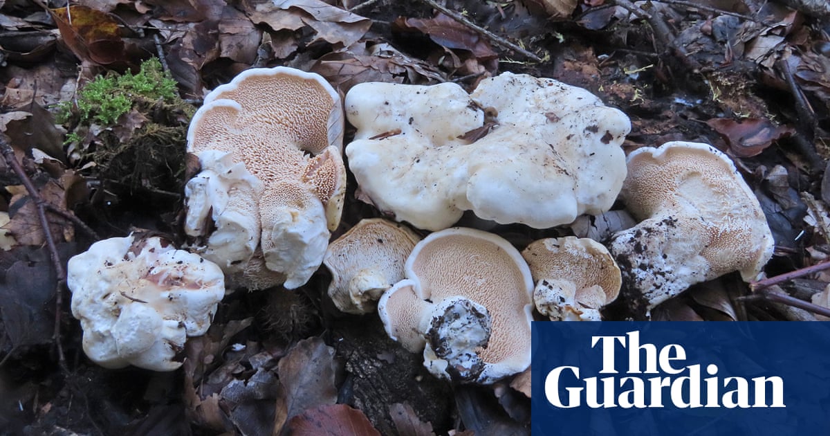 ‘Queen’s hedgehog’ fungus among 2022’s new discoveries recorded by Kew
