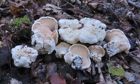 Queen’s hedgehog fungi, found in ancient beech woodland in Surrey.