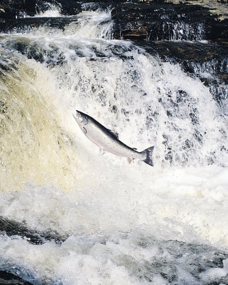 A salmon jumps up a waterfall upstream