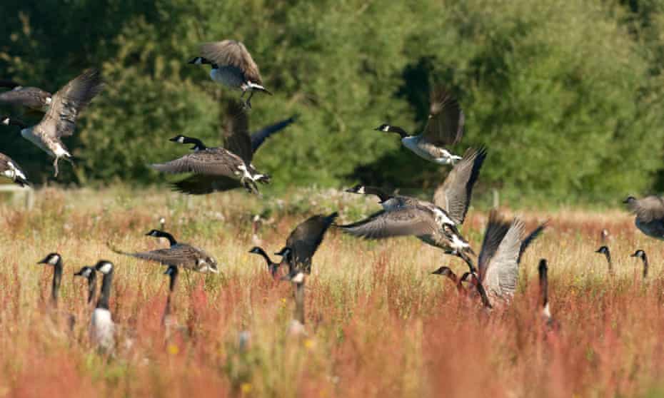 Canada geese in New Zealand