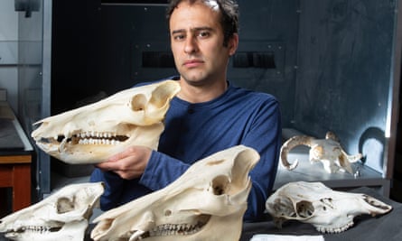 Prof Steve Brusatte with skulls
