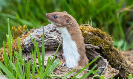 Weasels are among a host of species now being seen more frequently.