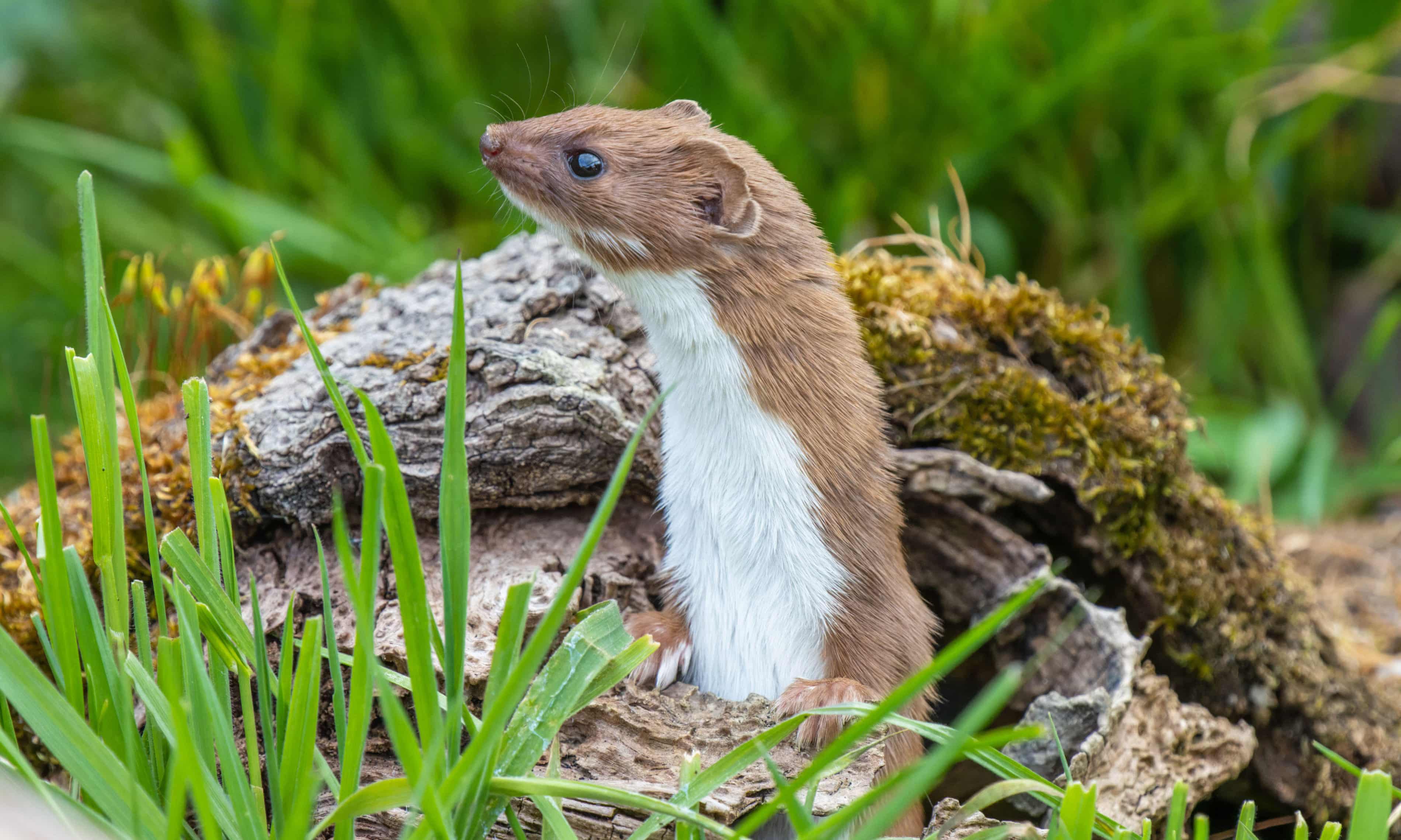 Furt de pantofi la grădinița din Koga, Fukuoka, poliția descoperă nevăstuica vinovată | sursa foto: The Guardian Furt de pantofi la grădinița din Koga, Fukuoka, poliția descoperă nevăstuica vinovată | sursa foto: The Guardian
