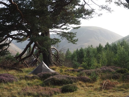 Camped amid the resurgent pine forest of Glen Feshie.