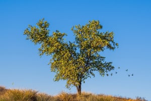 Milhares de periquitos empoleiram-se ao longo dos ramos de uma árvore morta, dando-lhe a aparência de ter folhas