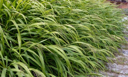Hakonechloa macra or hakone grass or japanese forest grass flowering plantsHakonechloa macra or japanese forest grass plants border. Hakone grass flowering plants.