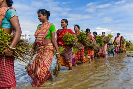 A line of woman in saris wade through sea water holding bundles of plants