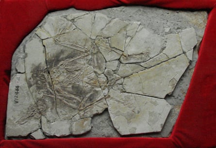 The infamous fake fossil ‘Archaeoraptor’.
