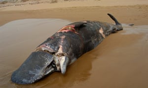 Dead sperm whale