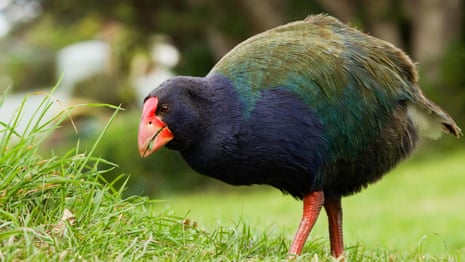  Takahē bird continues its journey of recovery with release into New Zealand tribal lands – video 