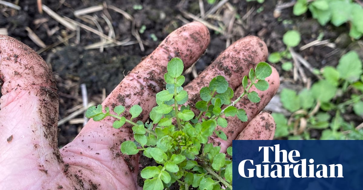 Country diary: The weeds in my garden aren’t disposable – they’re edible | Michael White