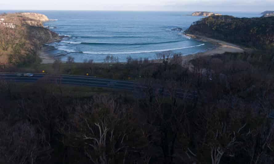 Burnt trees at McKenzies Beach in NSW show the scars of bushfires