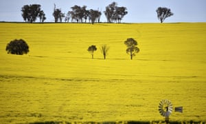 A windmill pokes above a canola crop near Harden in New South Wales