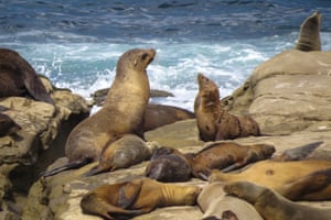 Sea lions at La Jolla beach, in San Diego US