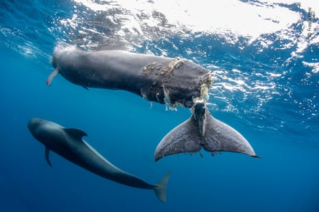 A view from underneath a whale, which can be seen floating close to the surface, its almost-severed tail hanging down in the water, while another whale swims nearby