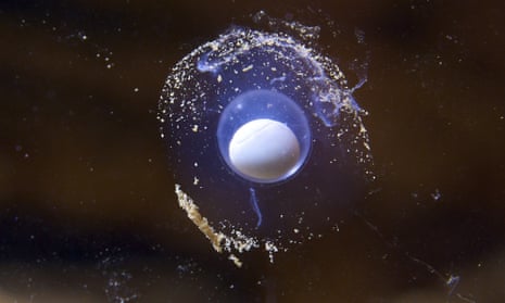 An olm egg floats in an aquarium in Postojna Cave, Slovenia. 