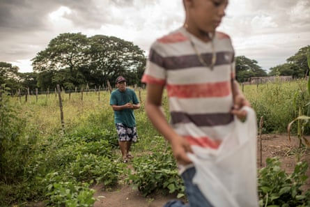 Higinio Ramírez Ortega takes care of corn and green beans plants.
