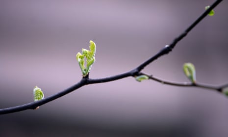 The report found that budburst in trees occurred up to 7.5 days earlier in brighter areas. 