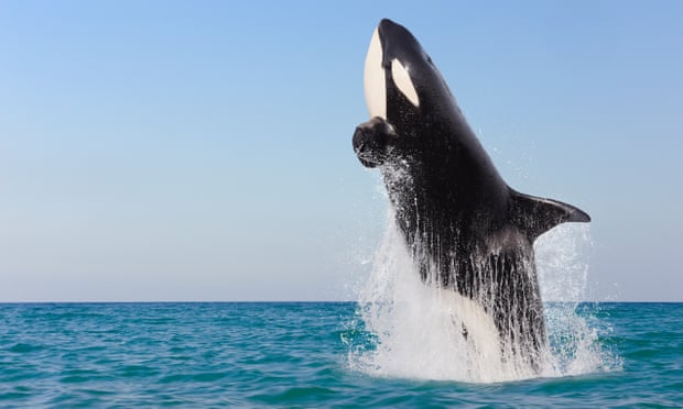 California dazzled by ‘extremely rare’ killer whale sightings off southern coast