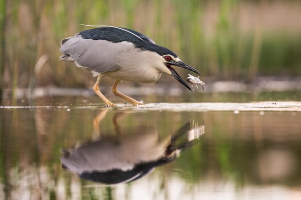 Heron