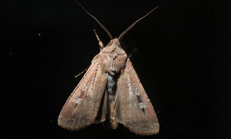 A bogong moth