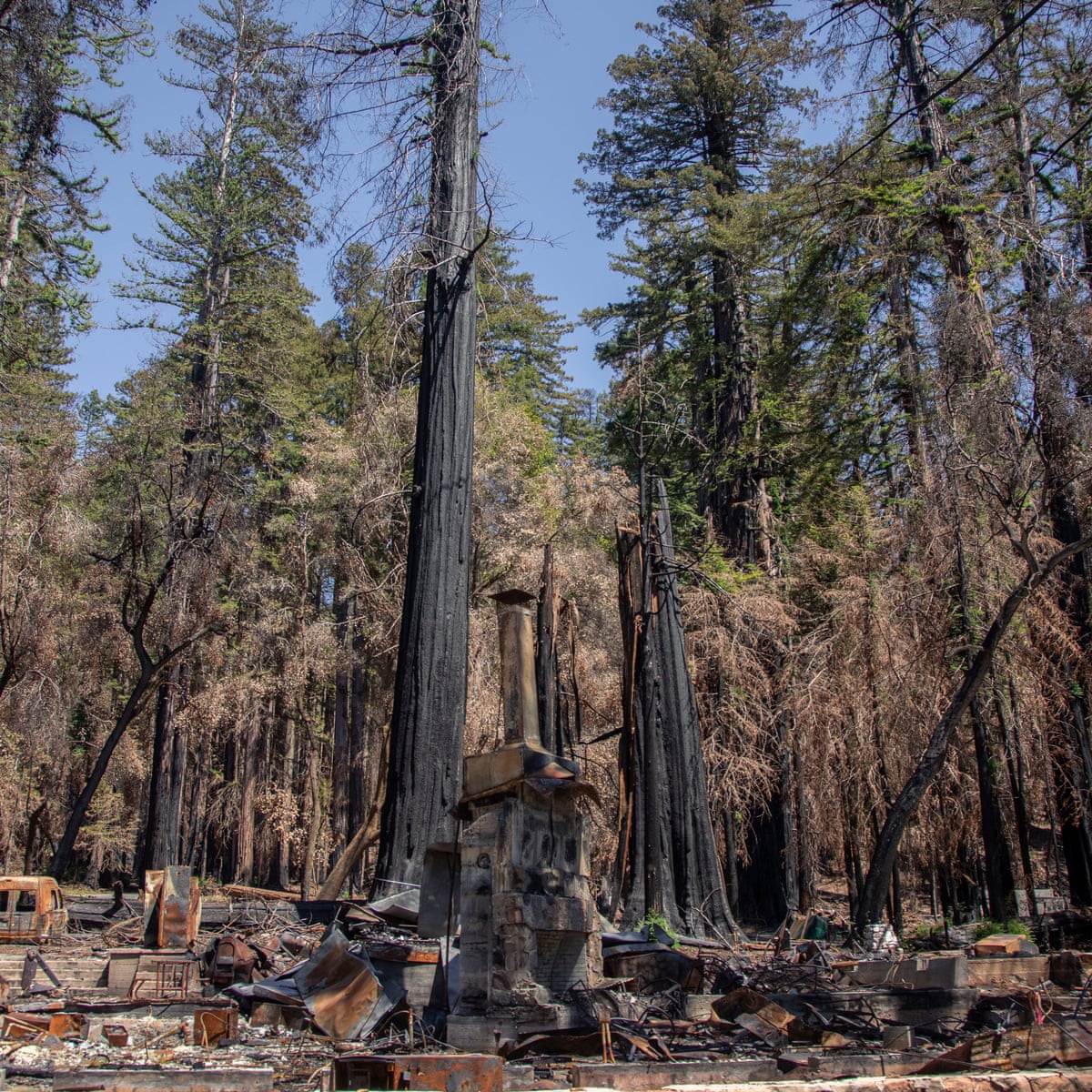 It Will Be Beautiful Again How California S Redwood Forest Is Recovering After Last Year S Wildfires Environment The Guardian It Will Be Beautiful Again How California S Redwood Forest Is Recovering After Last Year S Wildfires Environment The Guardian